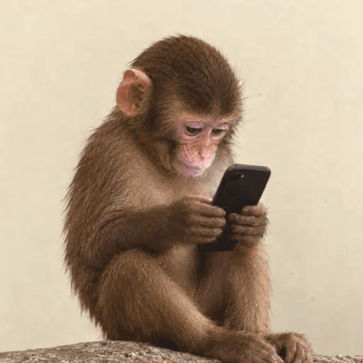 Fone the brown monkey looking at a phone
